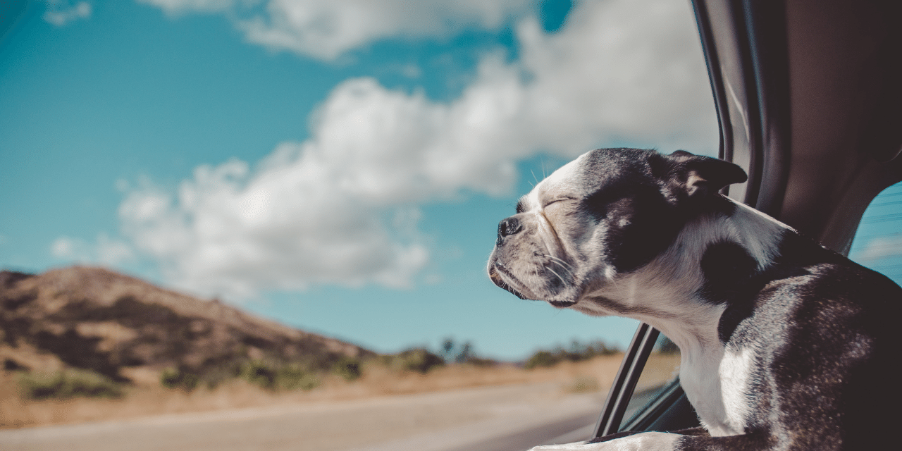 dog sticking head out window with mountains