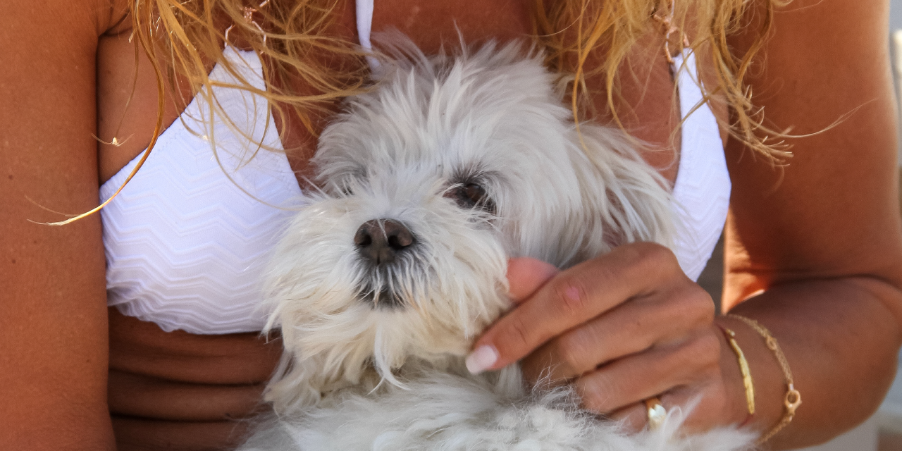 A woman holds and pets a white dog