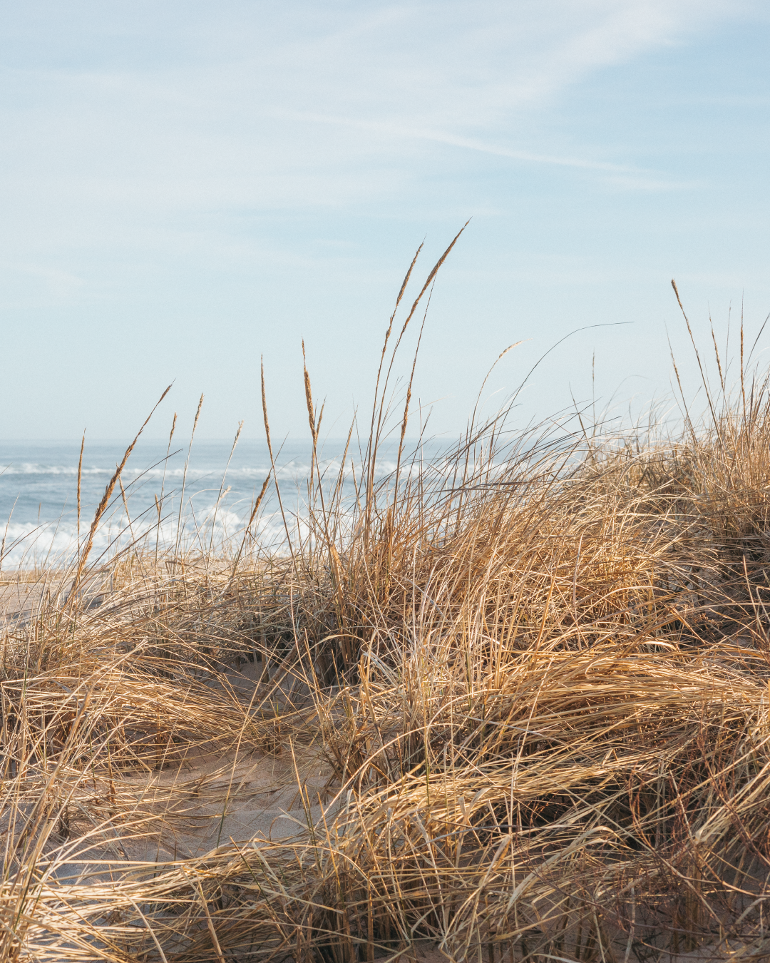 A closeup of sea grass with a view of ocean waves in the background