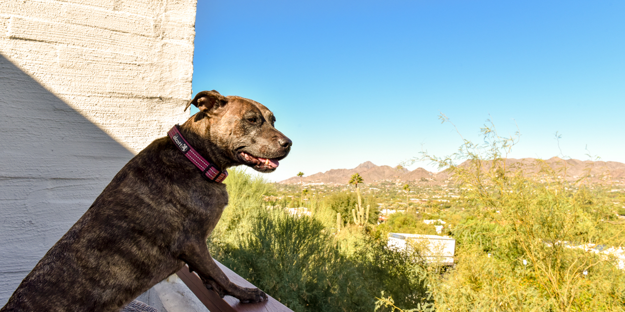 Dog enjoying the afternoon view from Mountain Suite balcony.