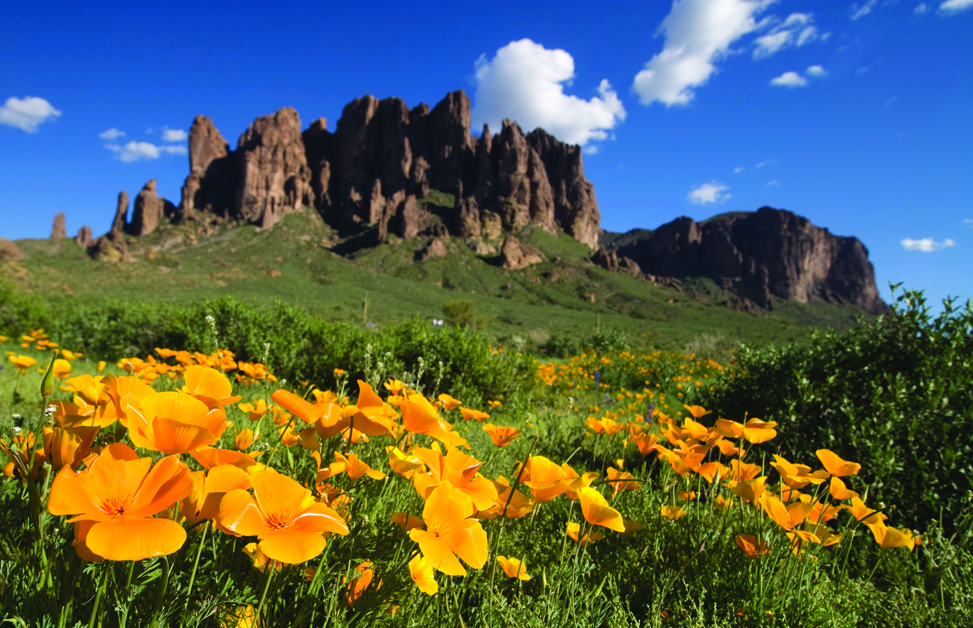 Flowers in the foreground at the base of Superstition Mountain