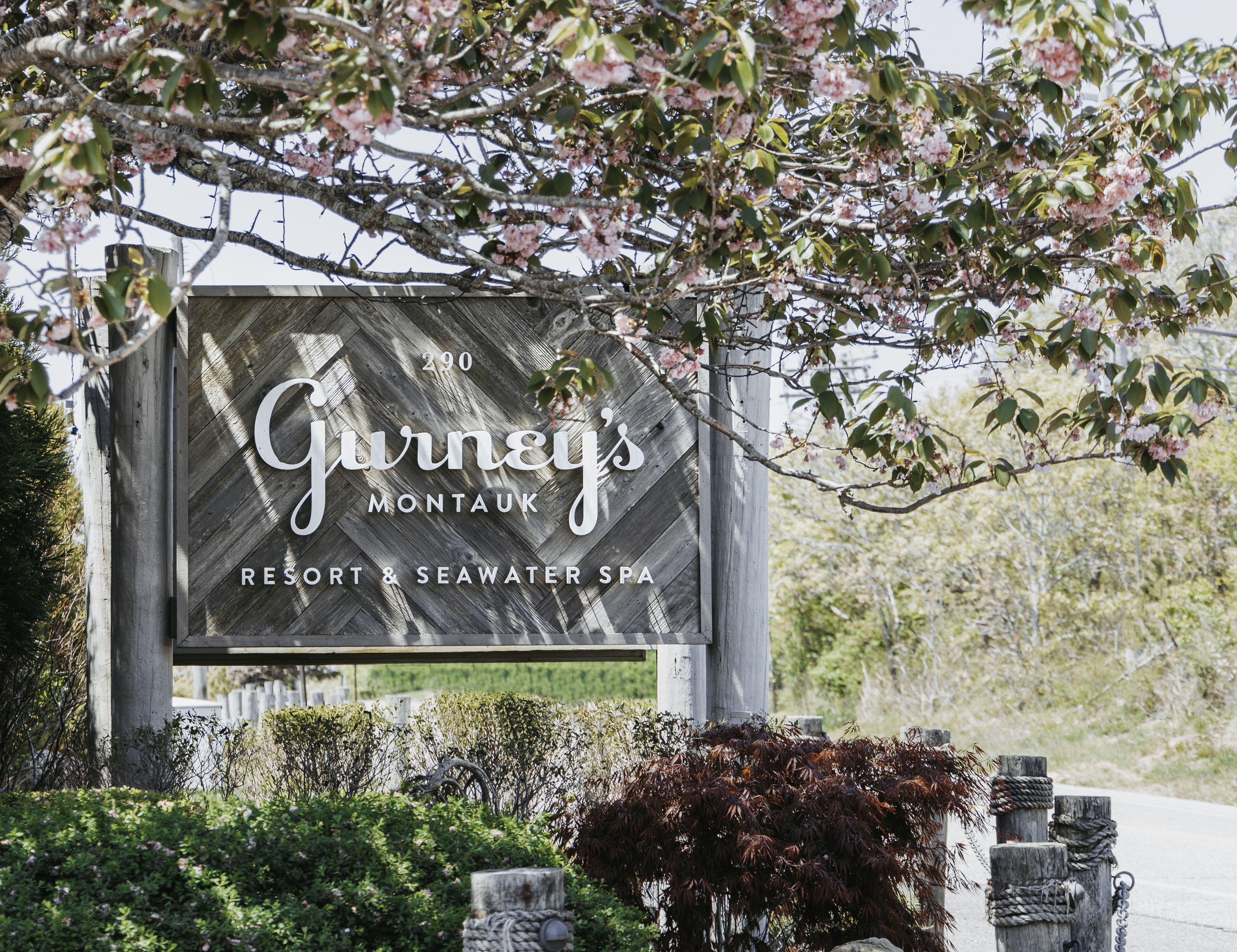 A cherry tree in bloom at at the entrance of Gurney's Montauk Resort