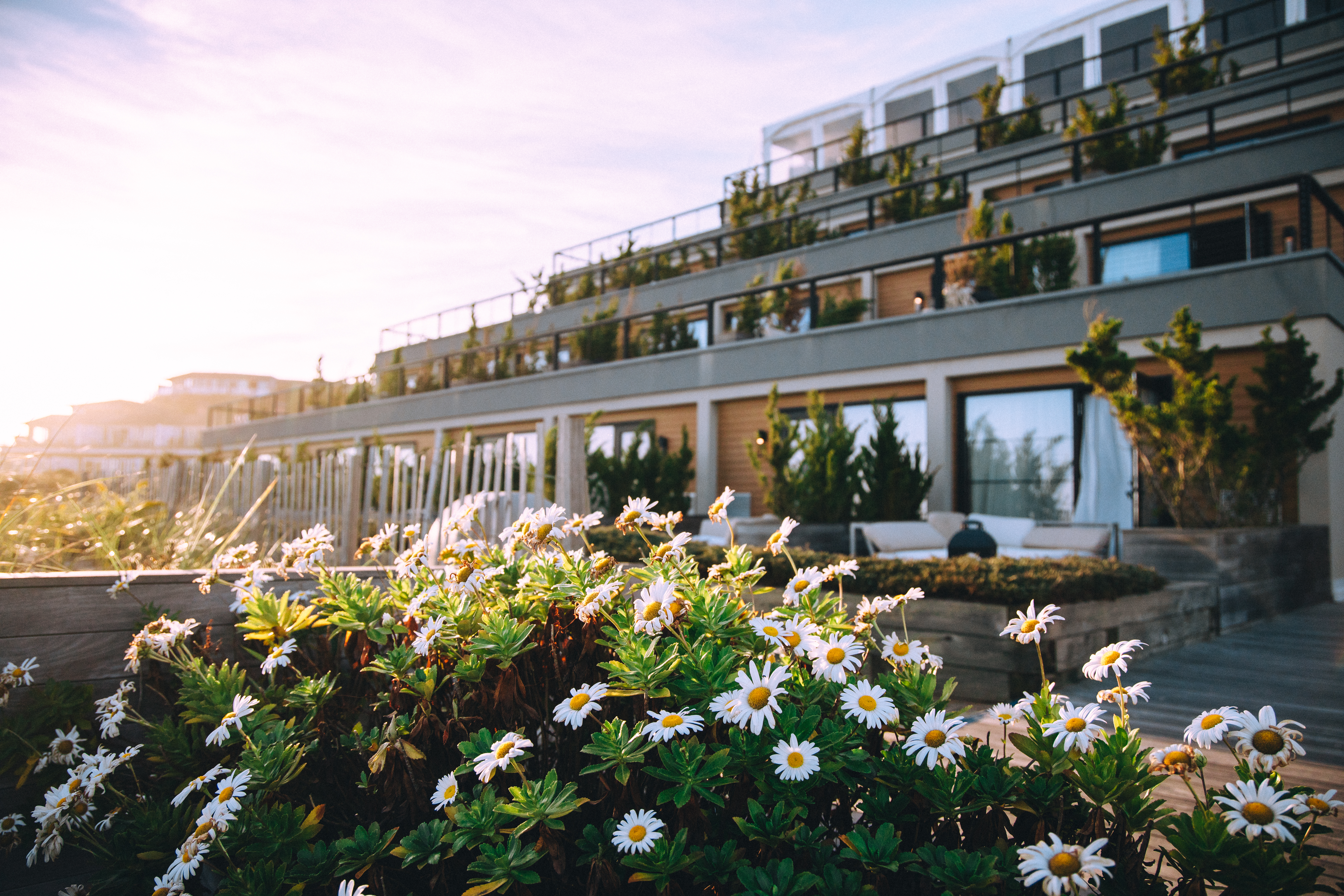 White flowers blooming in front of Gurney's Montauk Resort & Seawater Spa.