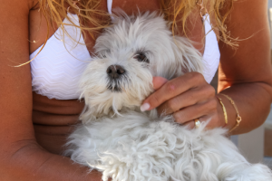 A woman holds and pets a white dog