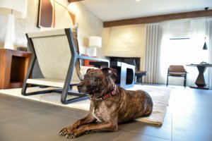 Dog relaxing on the comfortable rug inside Mountain Suite living room.