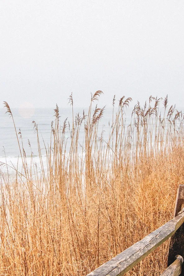 Phragmites growing on the sand dunes