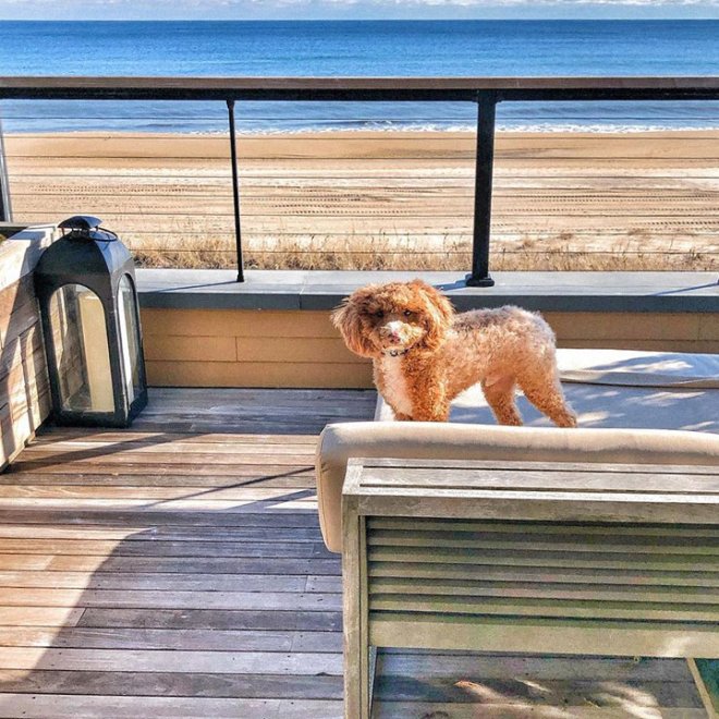 A small fluffy dog stands on a wooden deck overlooking a serene beach and blue ocean under a clear sky.