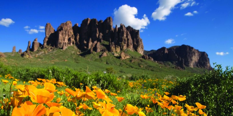 Flowers in the foreground at the base of Superstition Mountain