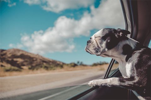 Dog sticking head out of car window