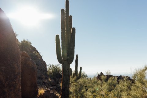Desert mountainside landscape with boulders, foliage and saguaro cacti.