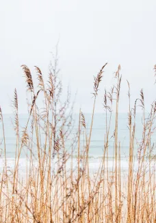 Tall beach grass sways in the foreground with the sea and sky blurred in the background.