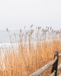 Phragmites growing on the sand dunes