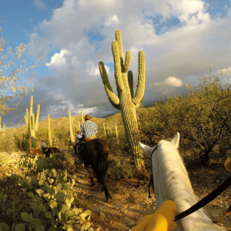 horseback riding trail with cactus 