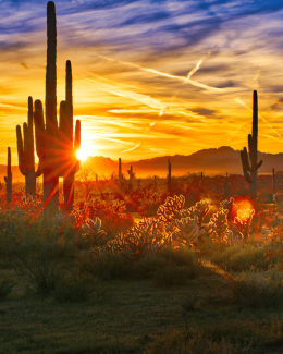 sunset with cactus in desert