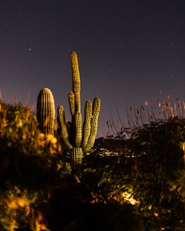 Saguaro cactus and desert landscape with stars shining.