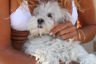 A woman holds and pets a white dog